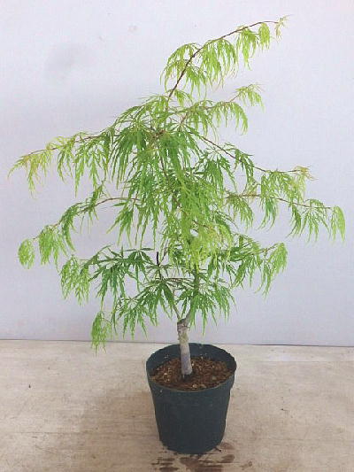 日本羽毛枫青枝垂