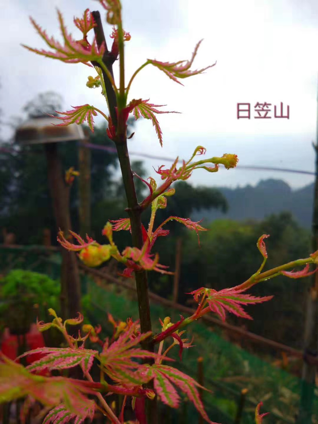 日本枫树红枫日笠山