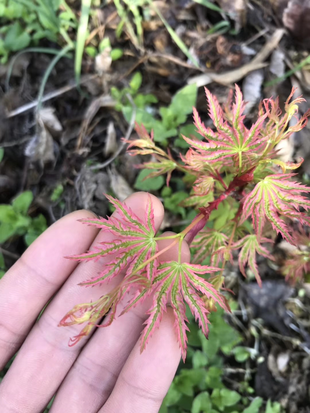 日本枫树红枫日笠山