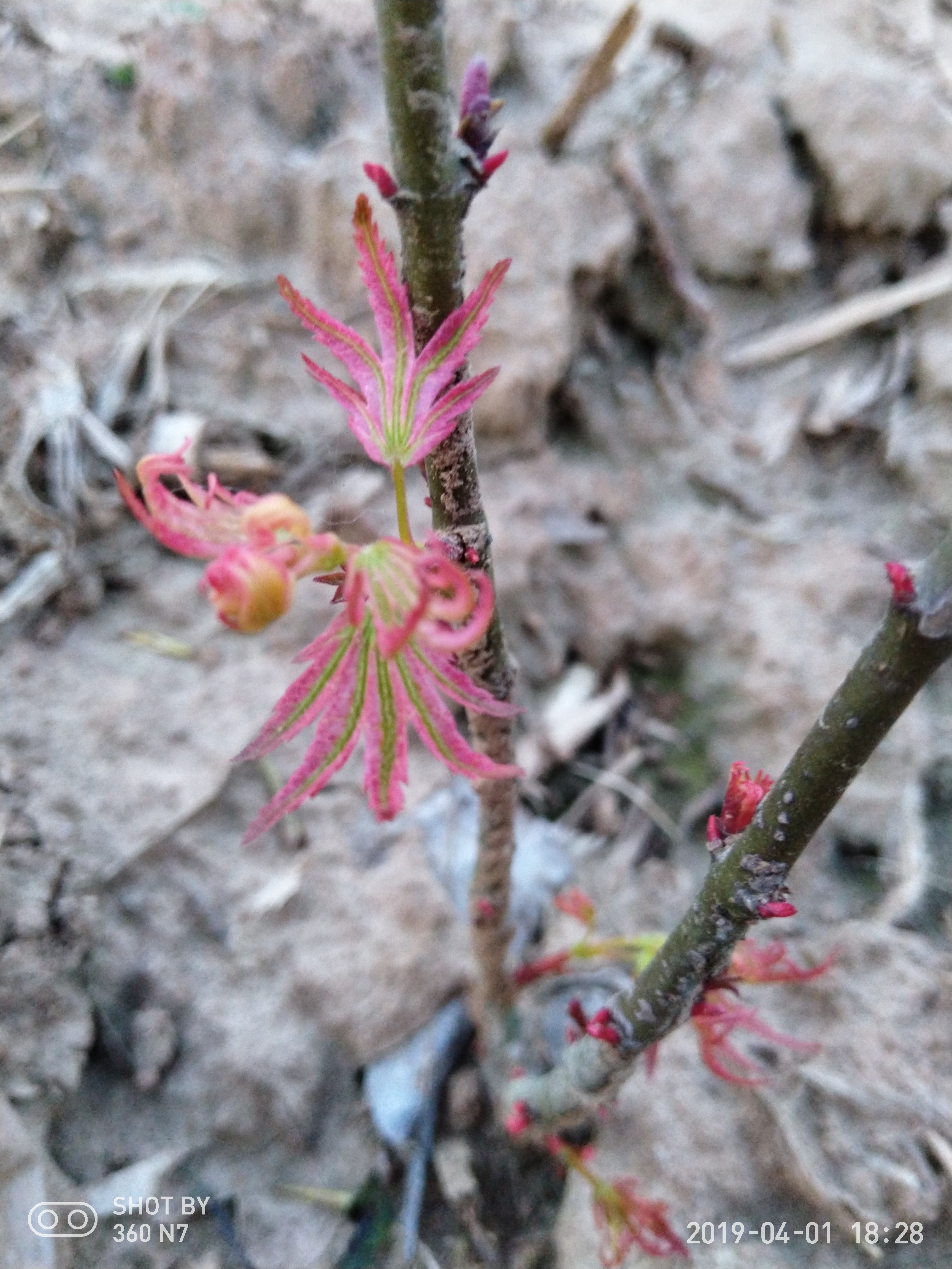 日本枫树红枫日笠山