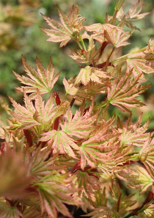 日本枫树红枫日笠山