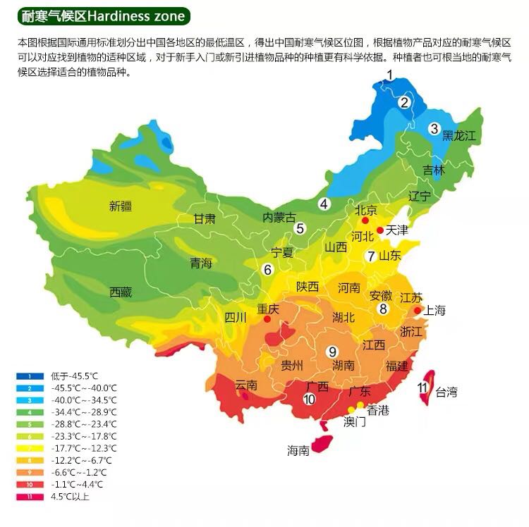 日本枫树红枫日笠山