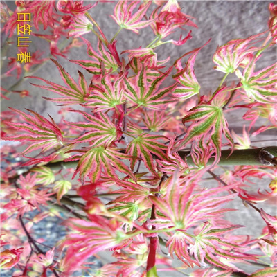 日本枫树红枫日笠山