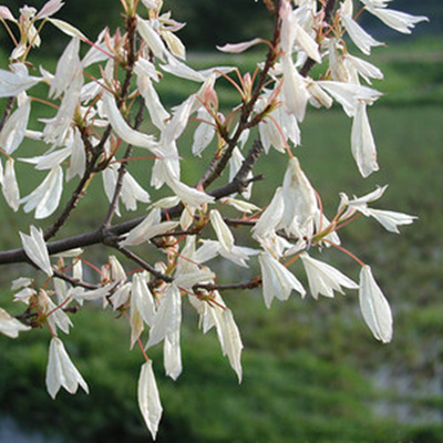 彩叶槭树花散里