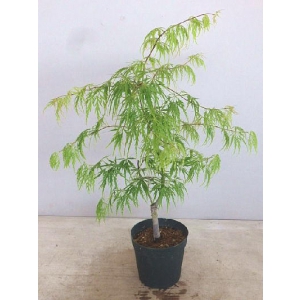 日本羽毛枫青枝垂