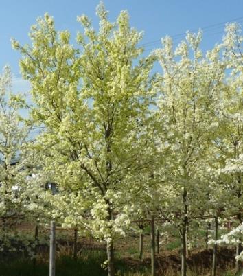 彩叶槭树花散里