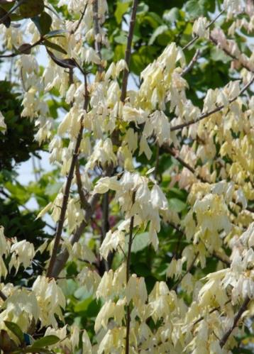 彩叶槭树花散里