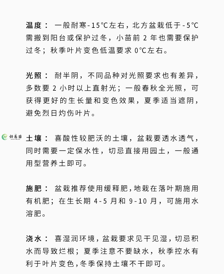 日本枫树希拉蕊