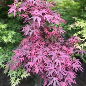 日本枫树希拉蕊