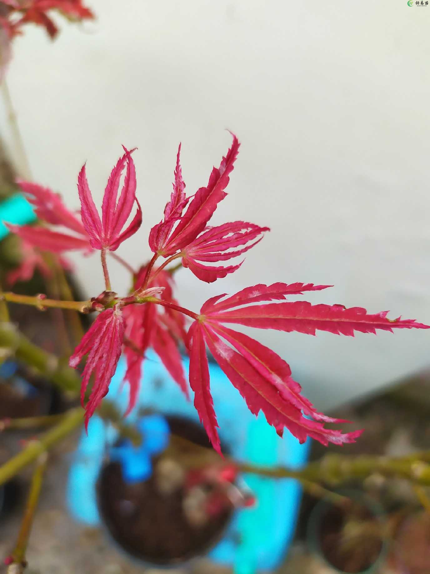 日本枫树希拉蕊