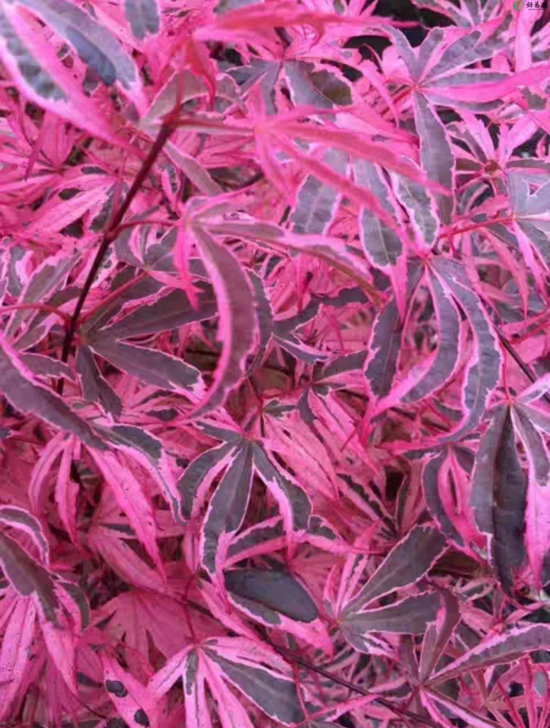 日本枫树希拉蕊