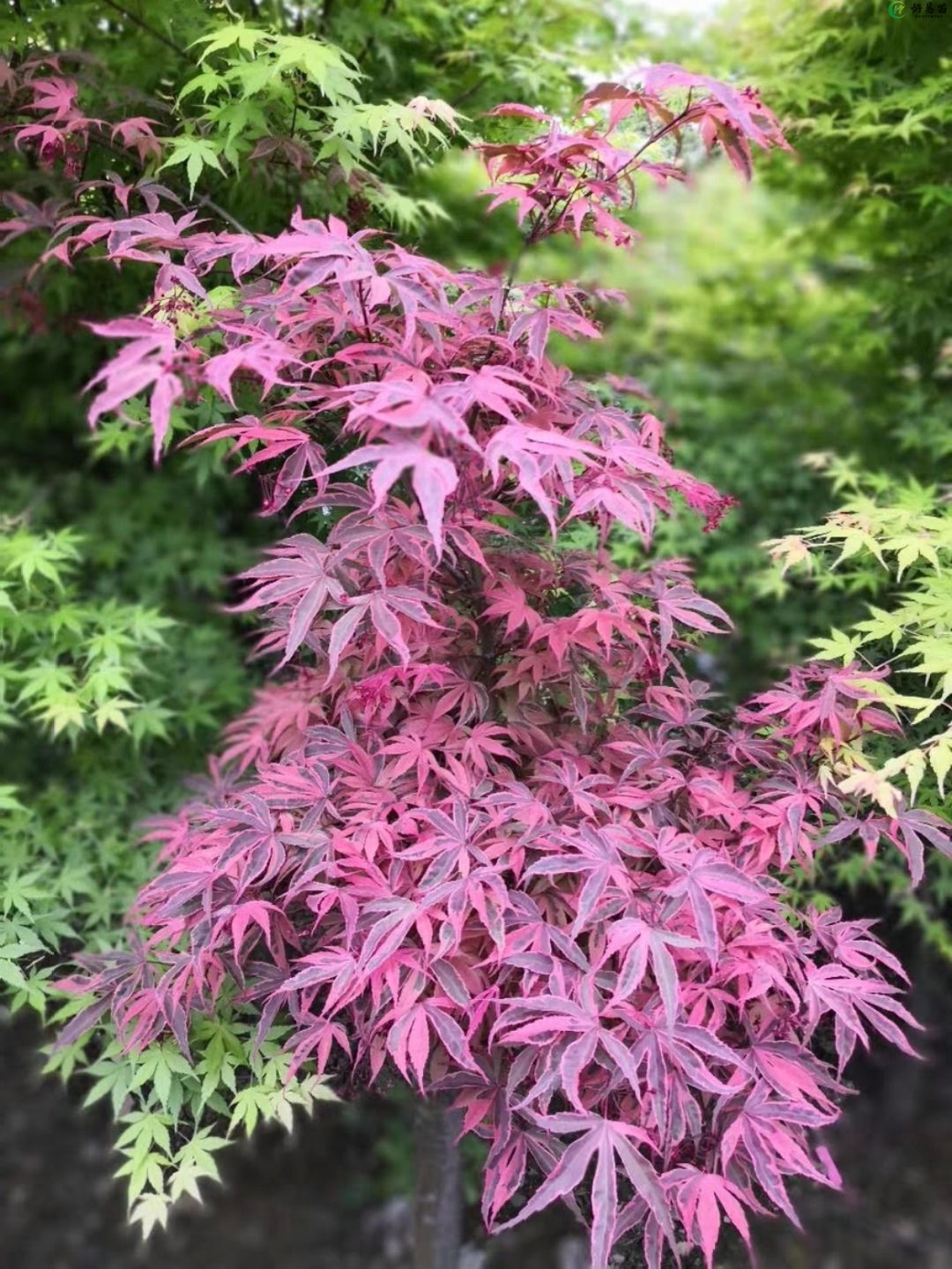 日本枫树希拉蕊